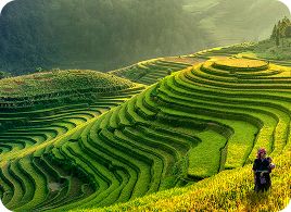 Agriculture
